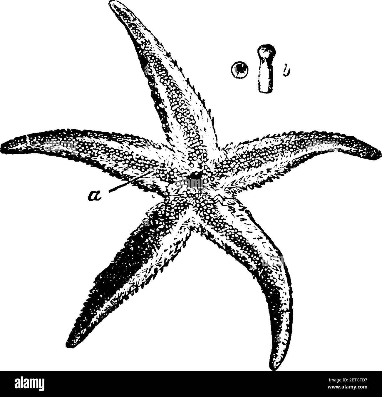 A typical representation of Asterius Rubens, looks like a star, with the parts labelled as, `a & b`, representing, 4-ranked pedicels and end of pedice Stock Vector